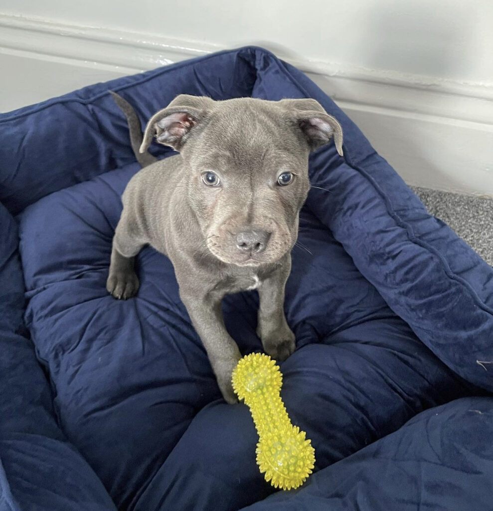 staffordshire bull terrier for sale