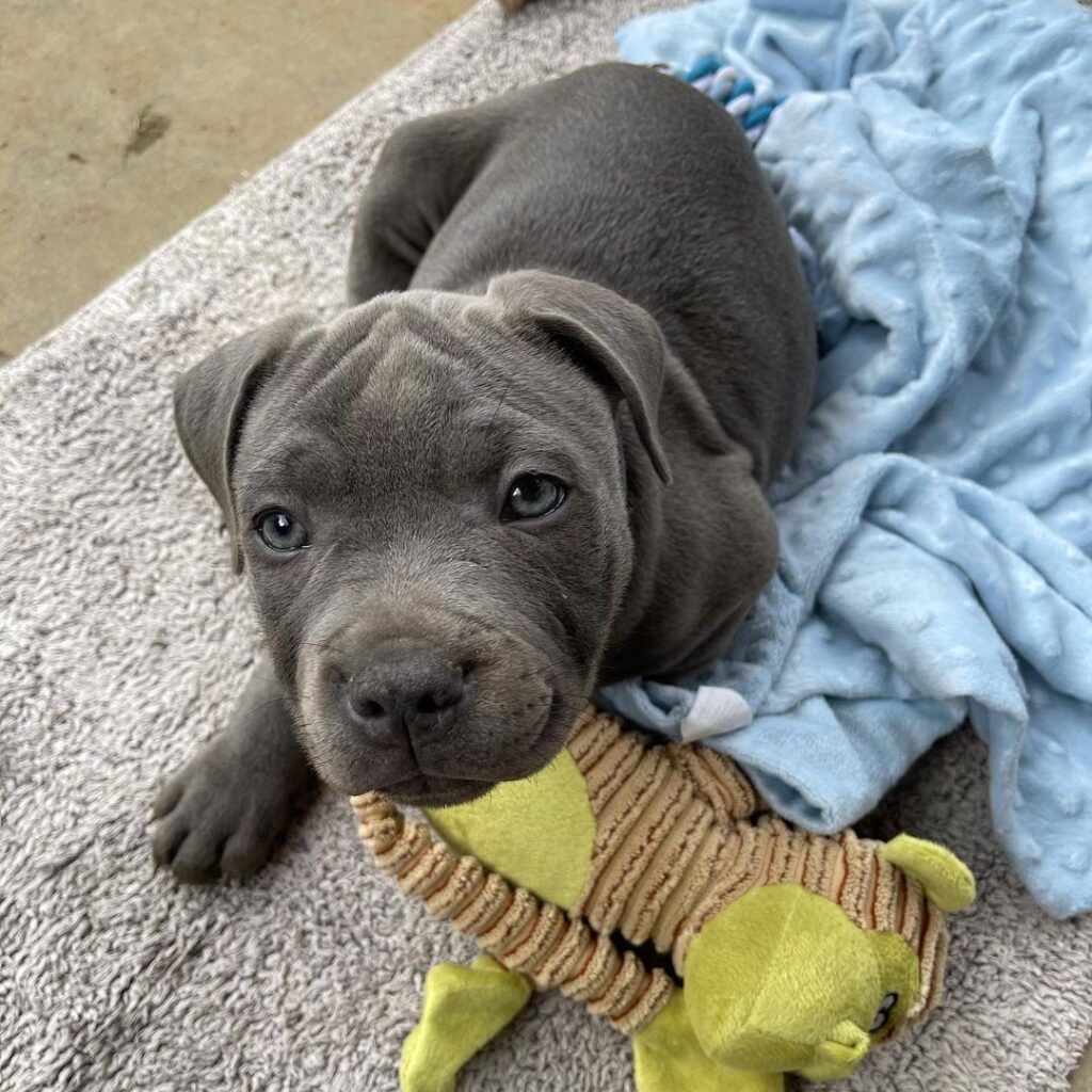 staffordshire bull terrier puppies for sale near me