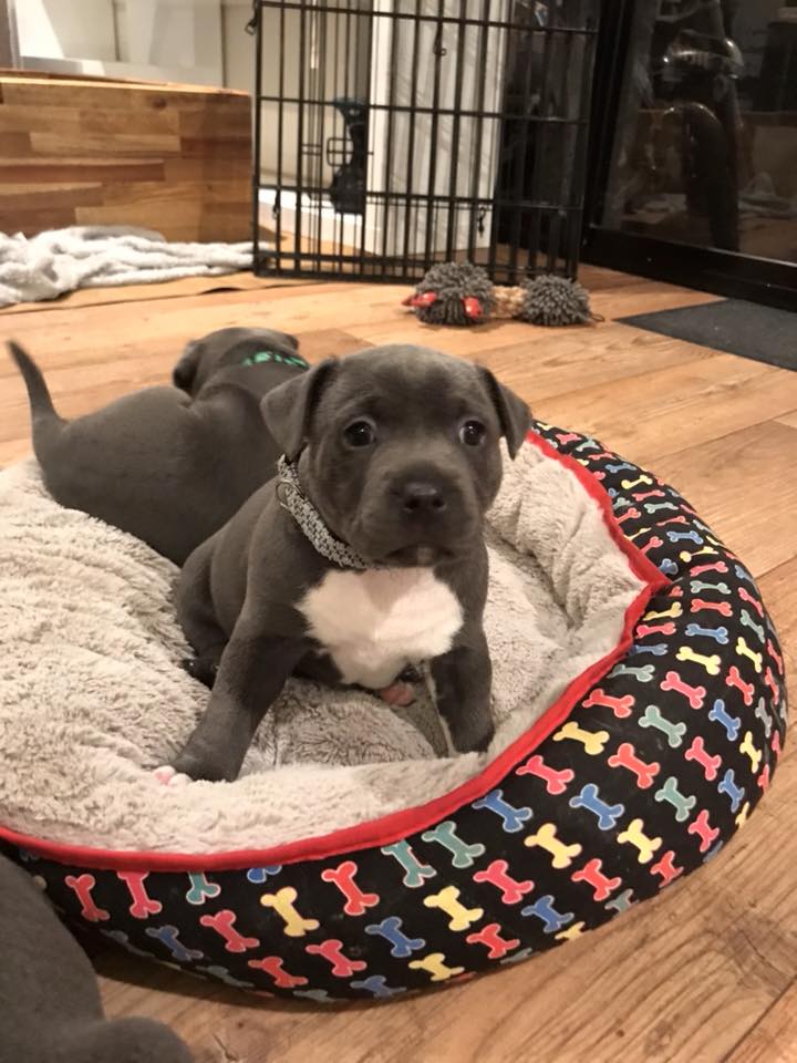 staffordshire bull terrier for sale near me