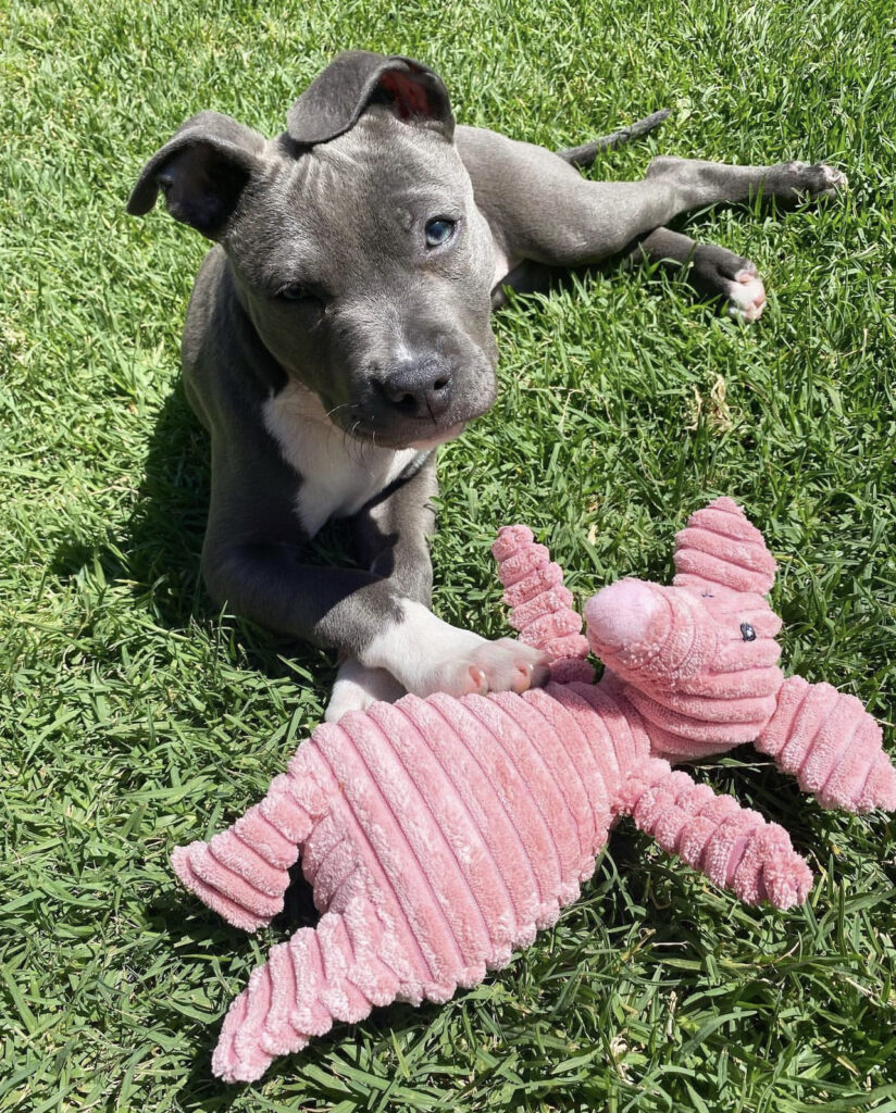 staffordshire bull terrier for sale near me