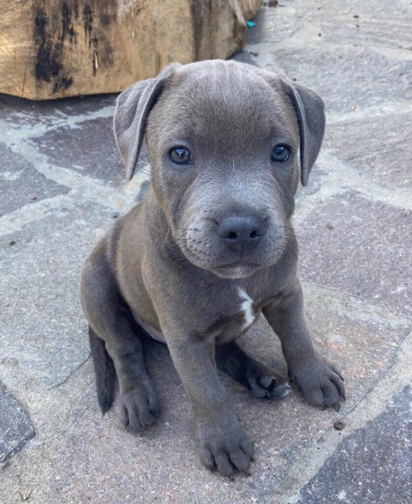 english staffordshire bull terrier for sale​
