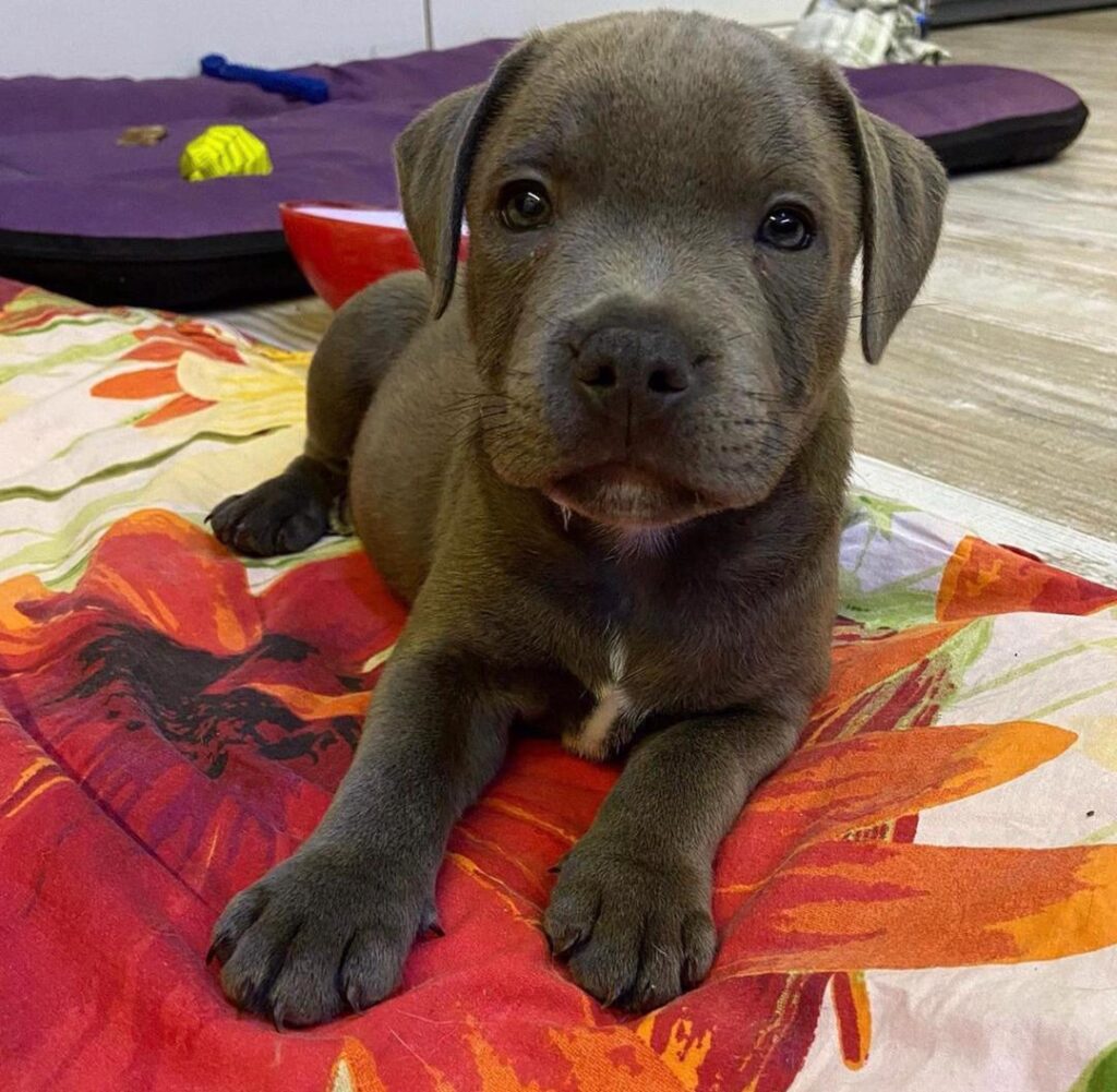 miniature staffordshire bull terrier puppies for sale​